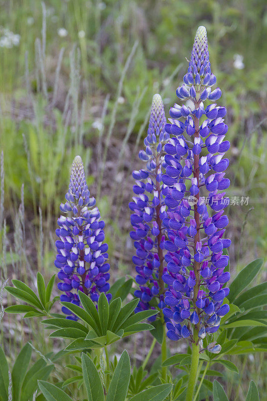 开花蓝羽扇豆(Lupine nootkatensis)